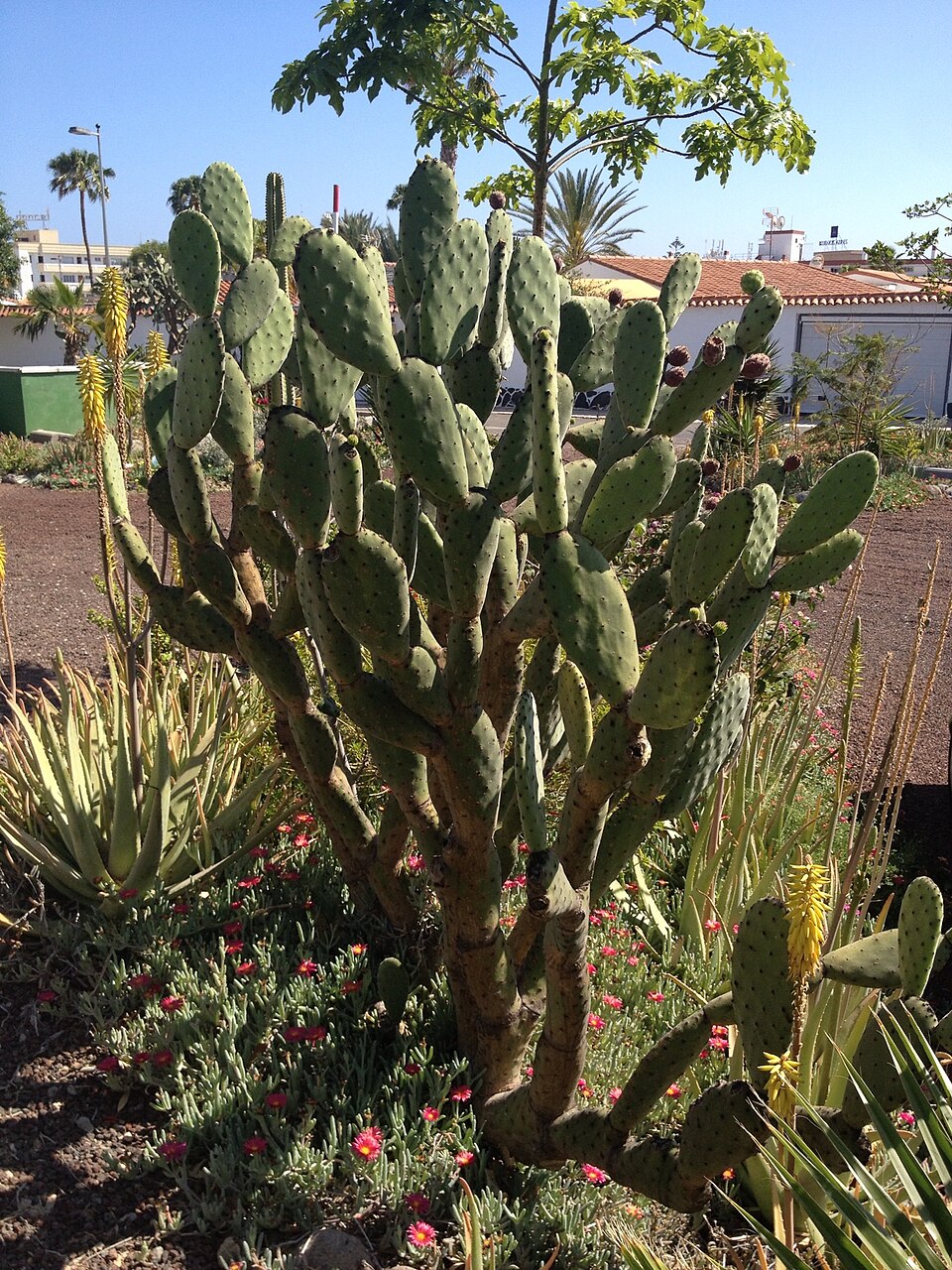 Opuntia tomentosa (Woollyjoint Pricklypear) (alternate view 8)