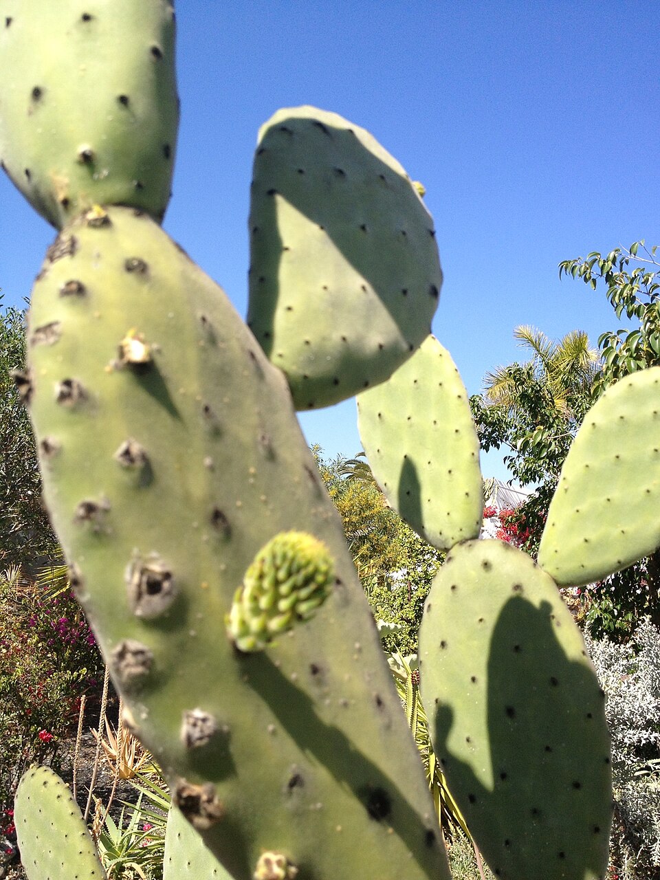 Opuntia tomentosa (Woollyjoint Pricklypear) (alternate view 9)