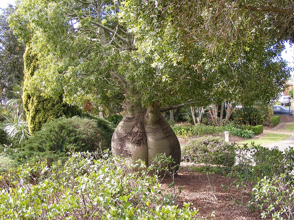 Brachychiton rupestris (Queensland Bottle Tree) (alternate view 9)