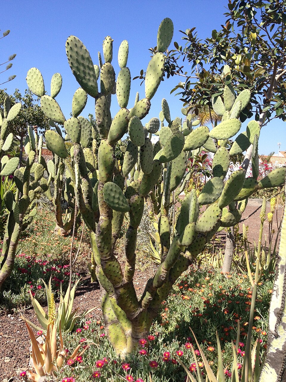 Opuntia tomentosa (Woollyjoint Pricklypear) (alternate view 10)
