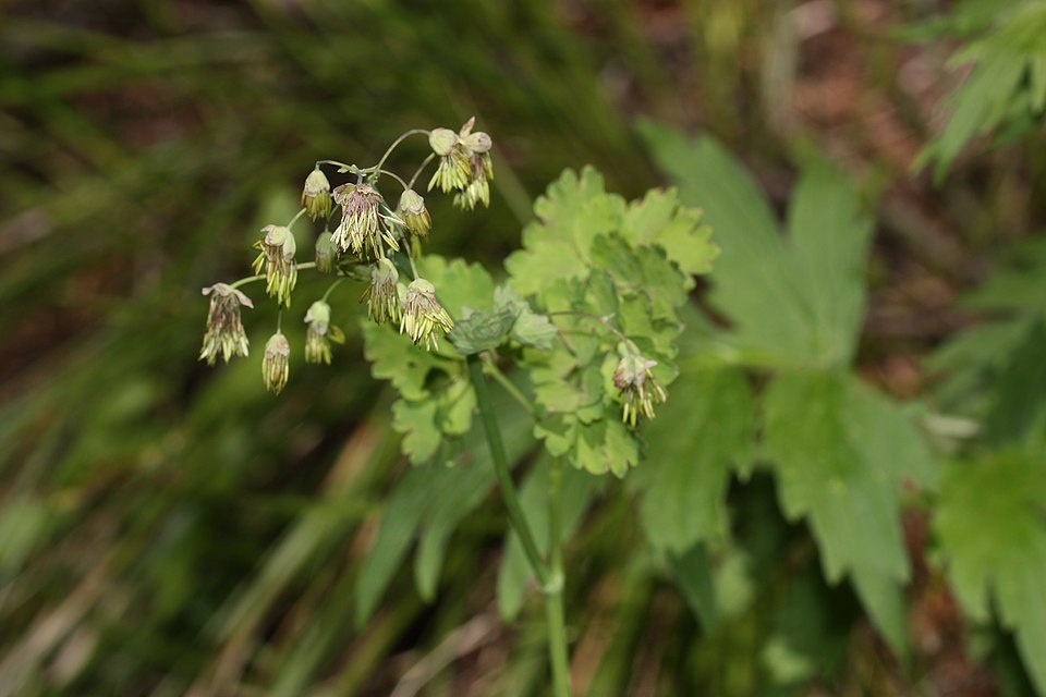 Thalictrum occidentale (Western Meadow-Rue) (alternate view 9)