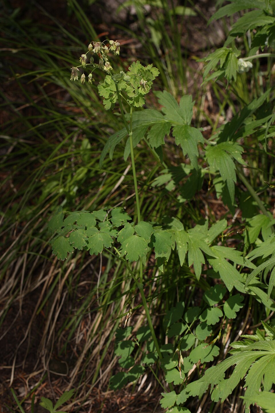 Thalictrum occidentale (Western Meadow-Rue) (alternate view 10)