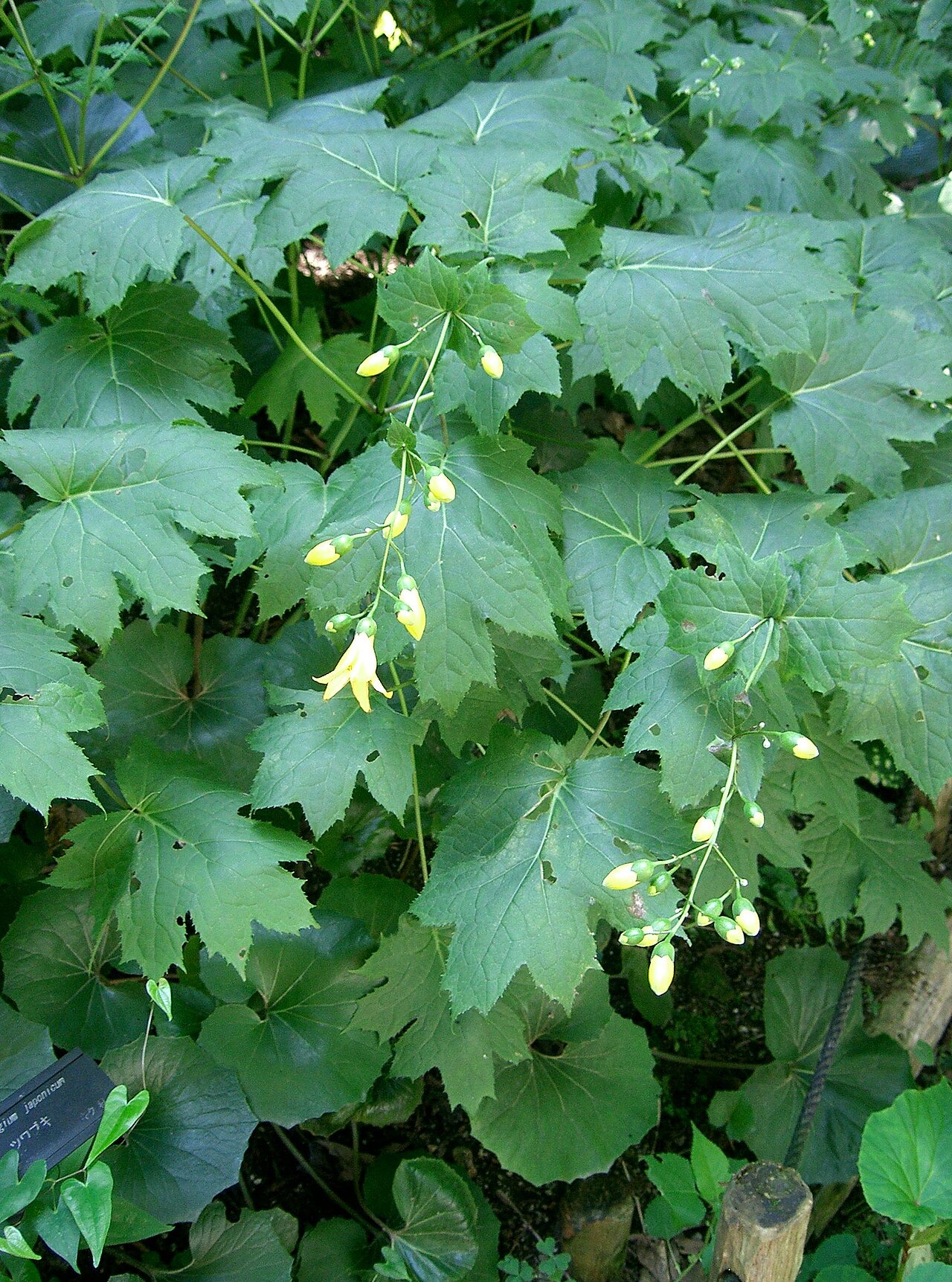 Kirengeshoma palmata (yellow waxbells)