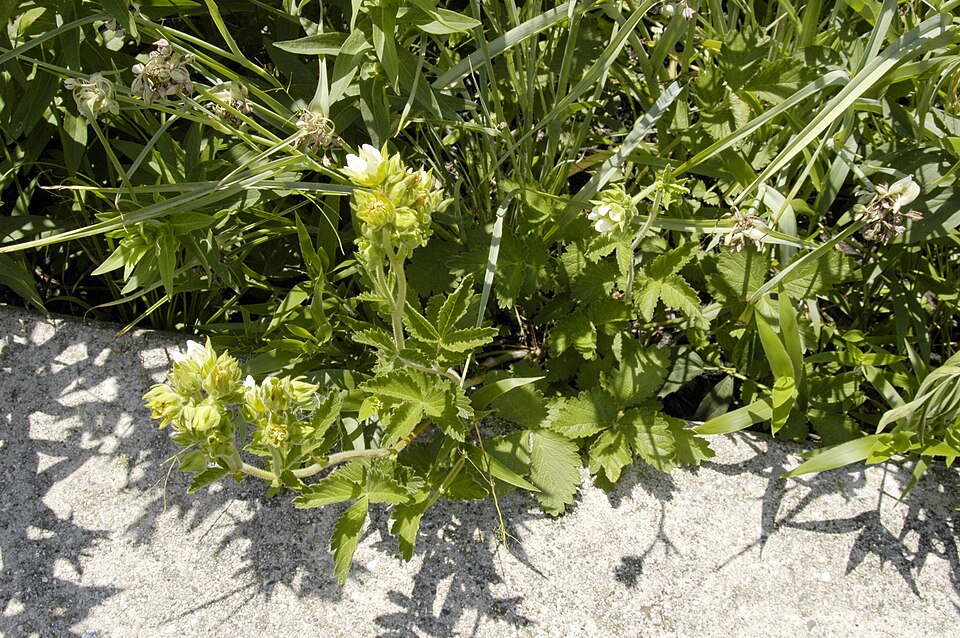 Drymocallis arguta (Tall Cinquefoil) (alternate view 7)