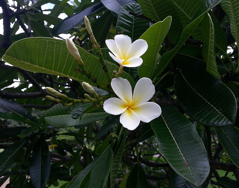 Plumeria rubra (Plumeria) (alternate view 6)
