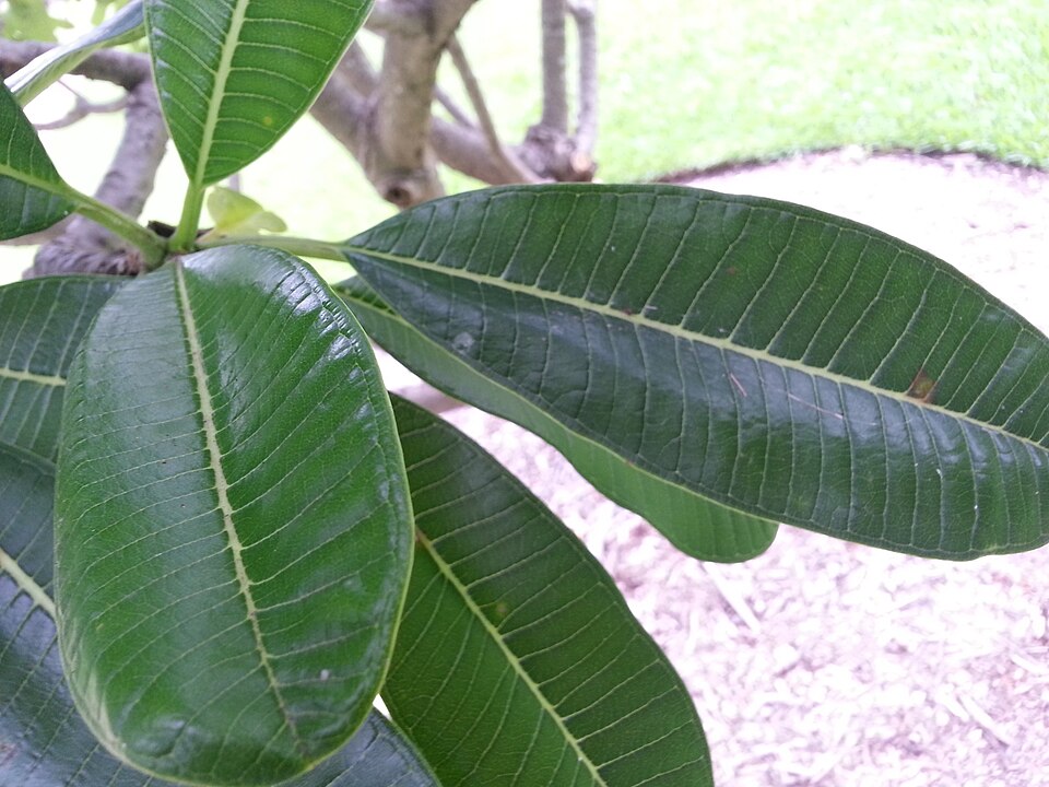 Plumeria rubra (Plumeria) (alternate view 7)