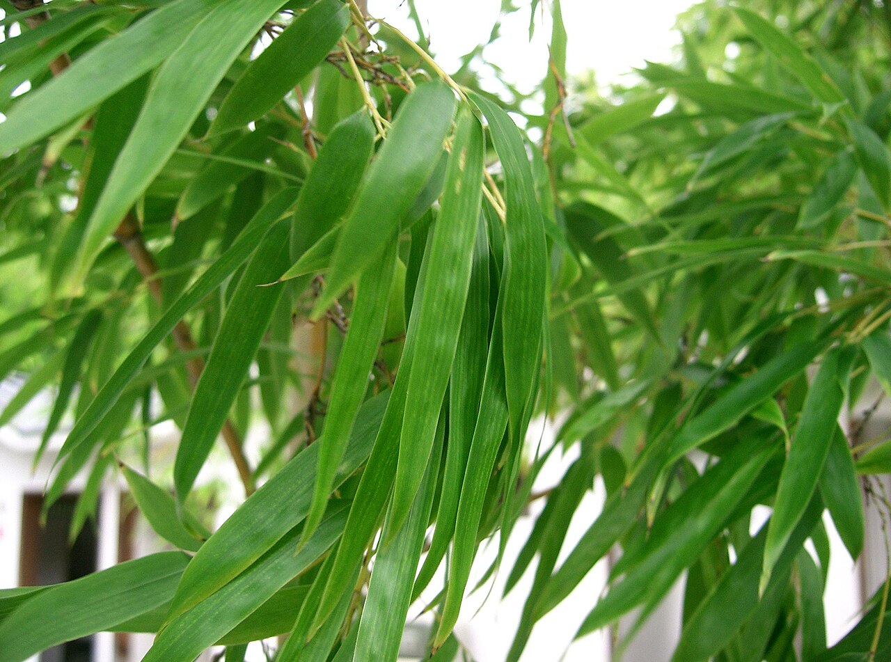 Phyllostachys edulis, Moso bamboo — spreading evergreen (Poaceae) (image 4 of 10)