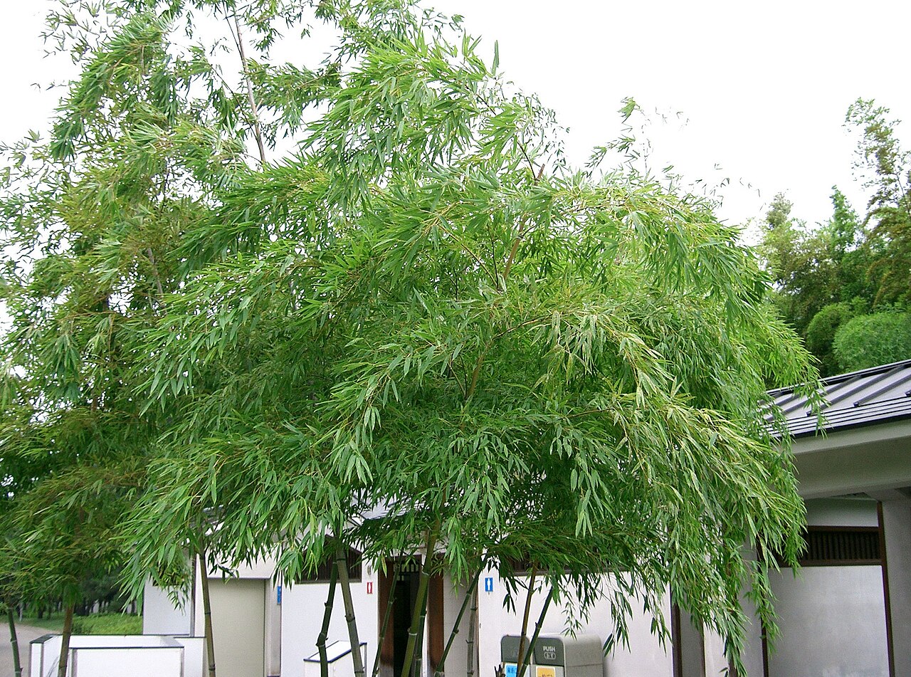 Phyllostachys edulis, Moso bamboo — spreading evergreen (Poaceae) (image 5 of 10)