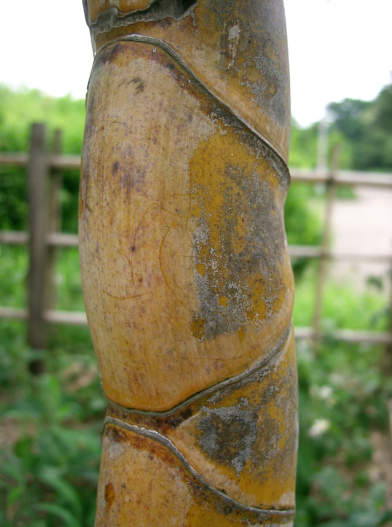Phyllostachys edulis, Moso bamboo — spreading evergreen (Poaceae) (image 6 of 10)