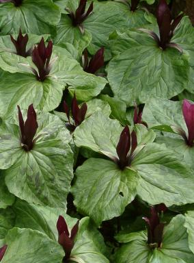 Trillium chloropetalum (giant trillium) (alternate view 6)