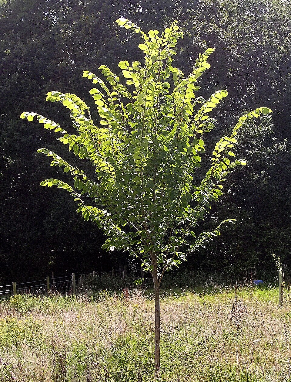Ulmus americana 'Princeton' (Princeton American Elm Tree) (alternate view 2)