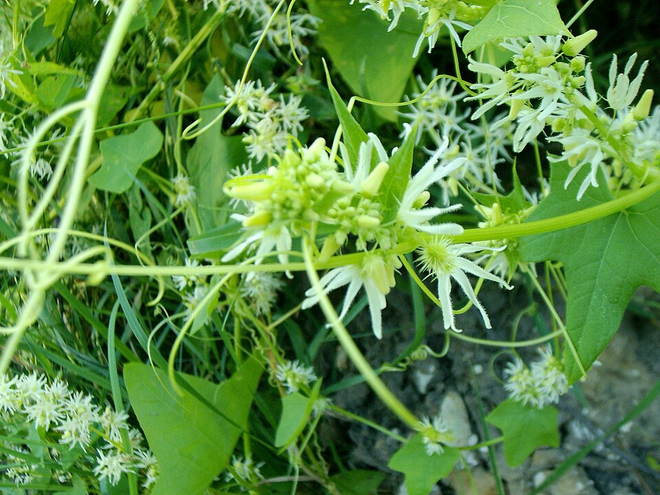 Echinocystis lobata (prickly cucumber)