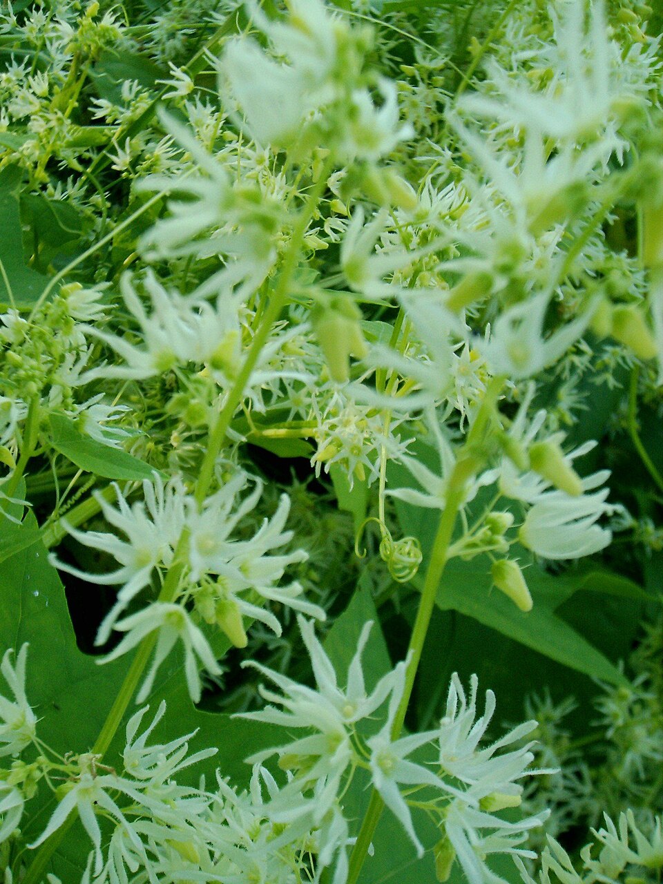 Echinocystis lobata (prickly cucumber)