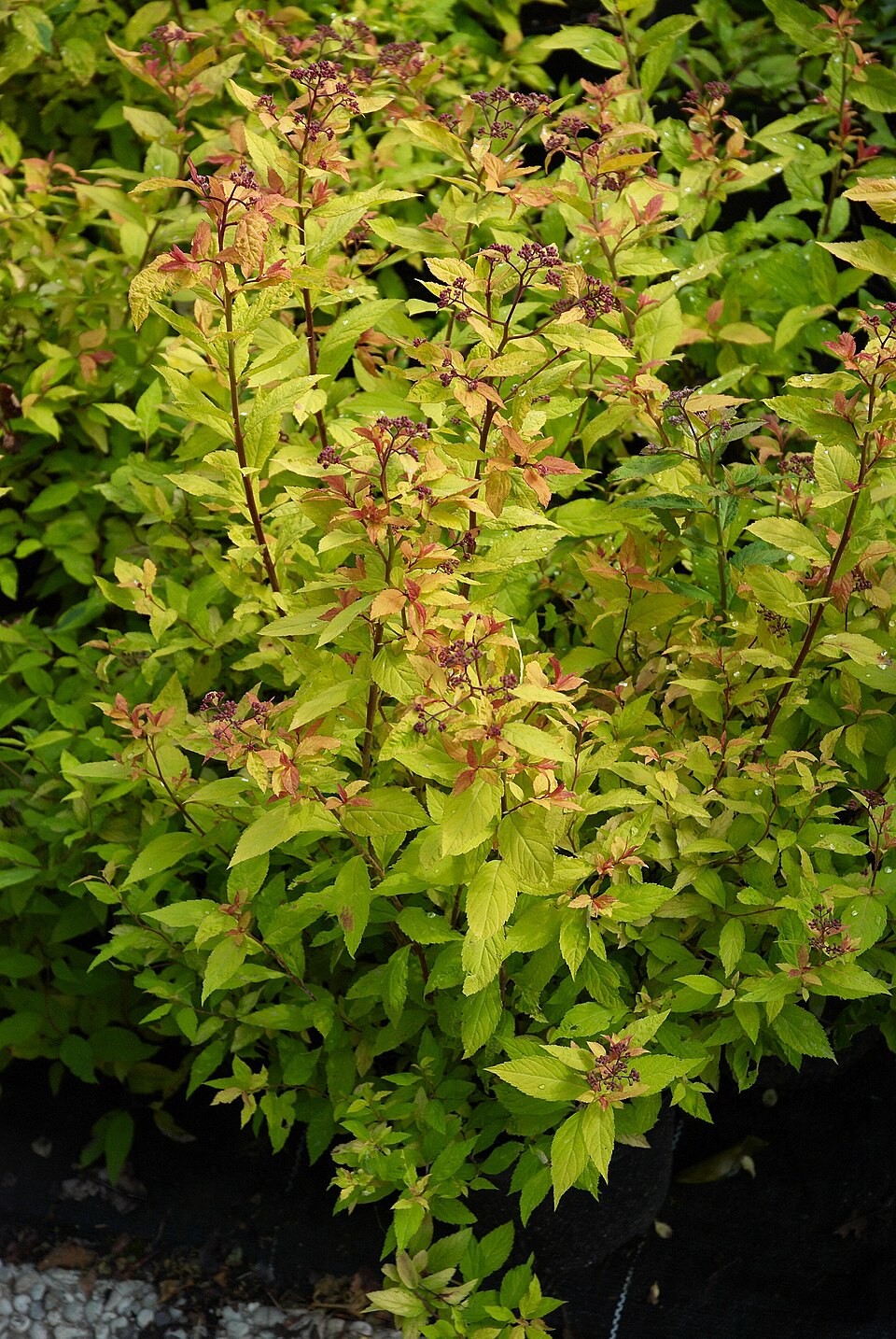 Spiraea japonica 'Goldflame' (Goldflame spirea)