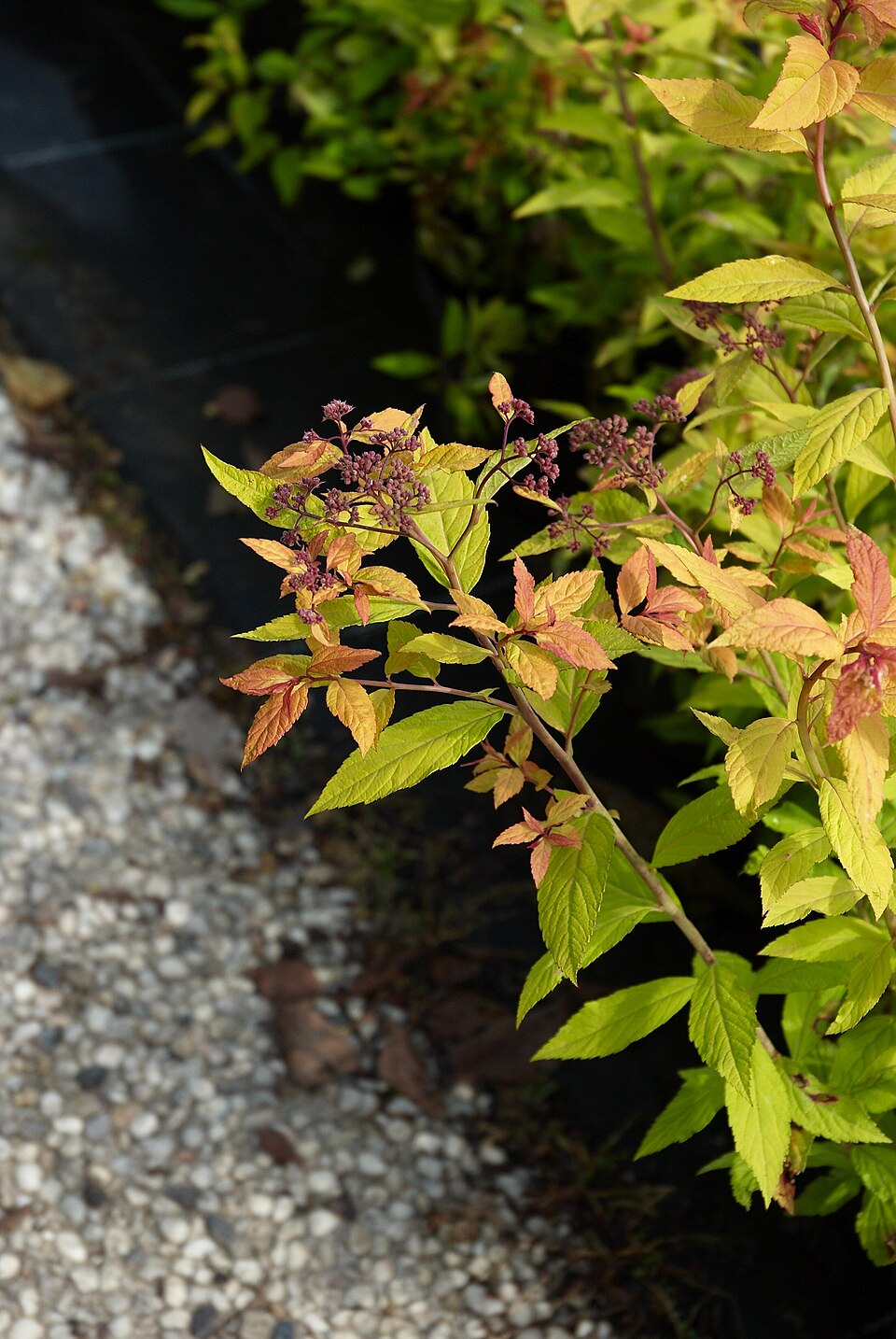 Spiraea japonica 'Goldflame' (Goldflame spirea) (alternate view 2)