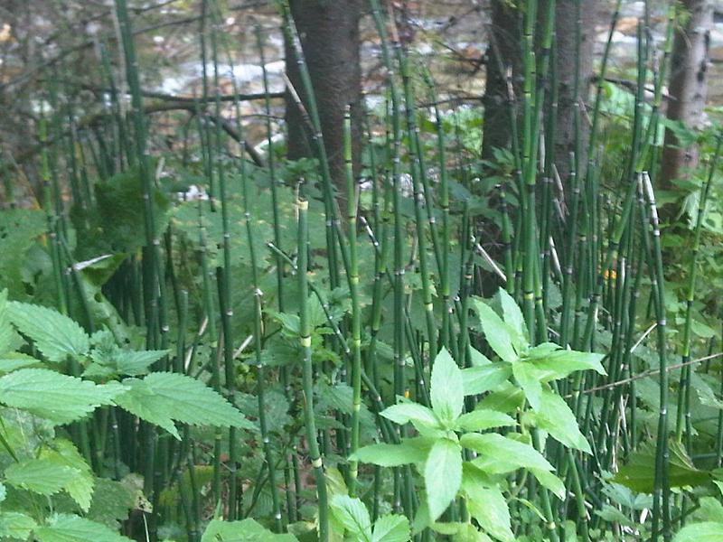 Equisetum hyemale (scouring rush) (alternate view 8)