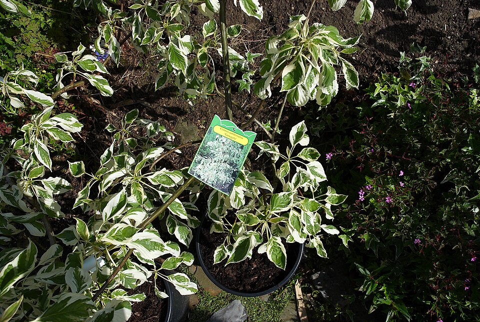 Cornus controversa 'Variegata' (Variegated Giant Dogwood)