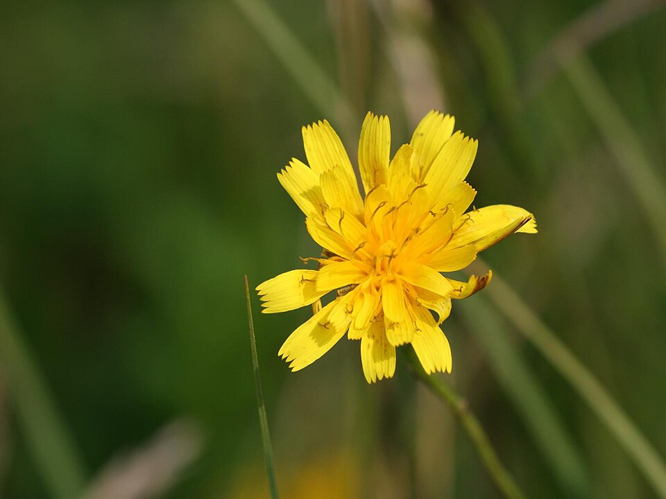 Scorzoneroides autumnalis (Autumn Hawkbit)