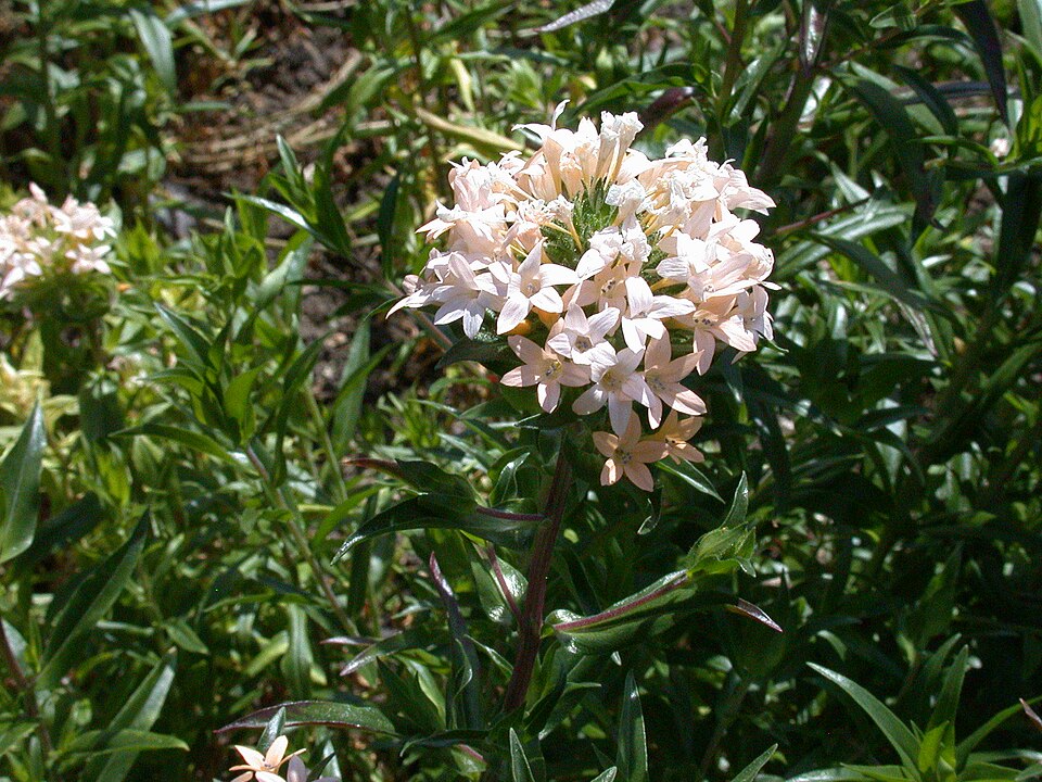 Collomia grandiflora (grand collomia) (alternate view 6)