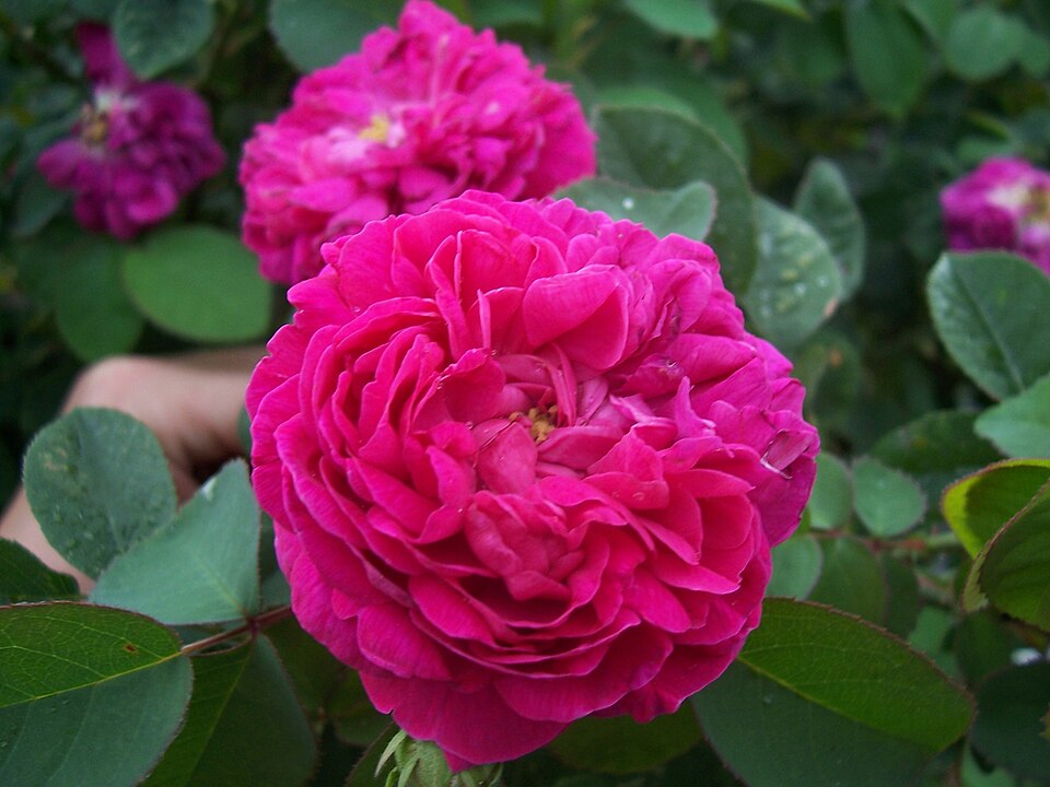 Rosa 'Rose de Rescht' (Rose de Rescht) (alternate view 2)
