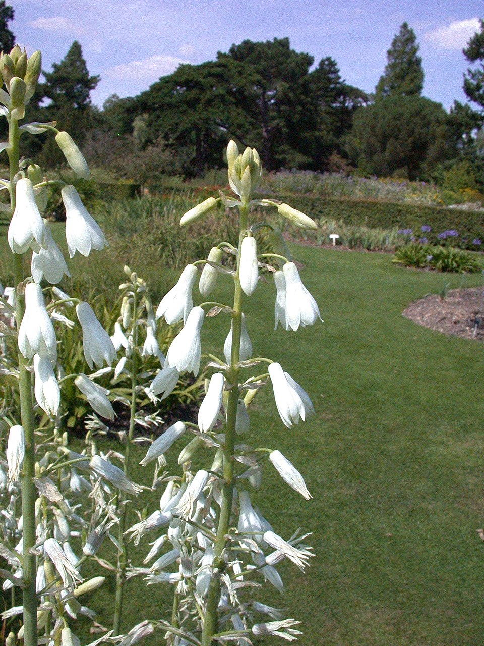 Ornithogalum candicans (Summer hyacinth) (alternate view 6)