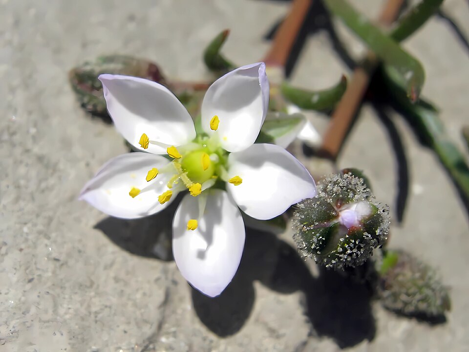 Spergularia media (Greater Sea-spurry)