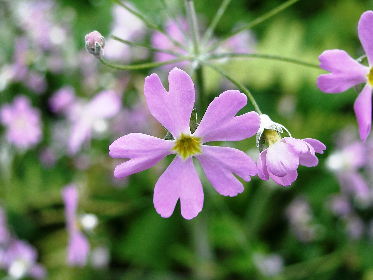 Primula malacoides, Fairy primrose — clumping semi-evergreen (Primulaceae) (image 6 of 10)
