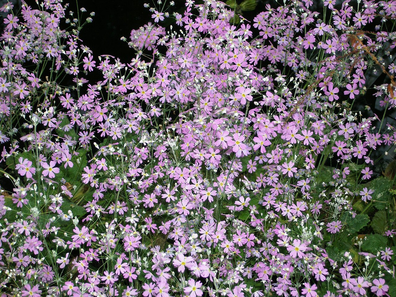 Primula malacoides, Fairy primrose — clumping semi-evergreen (Primulaceae) (image 7 of 10)
