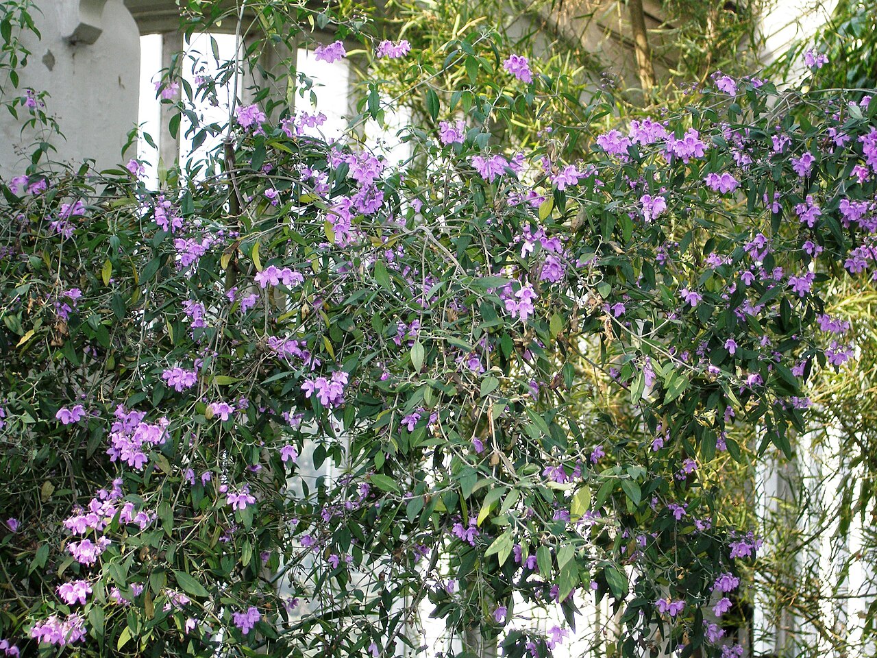 Prostanthera ovalifolia, Oval-leaf mint bush — upright evergreen (Lamiaceae) (image 2 of 10)