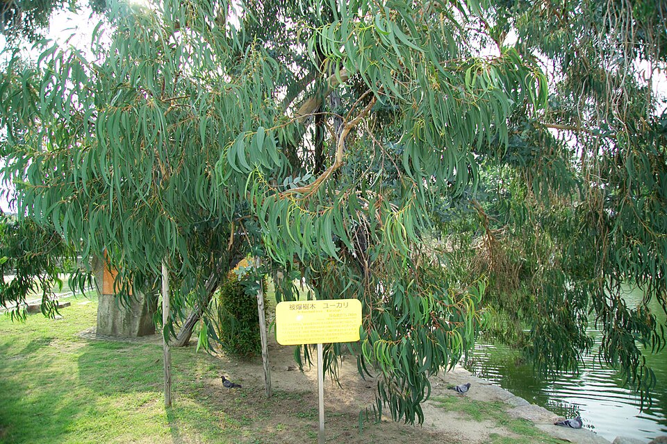 Eucalyptus melliodora (Yellow Box) (alternate view 6)