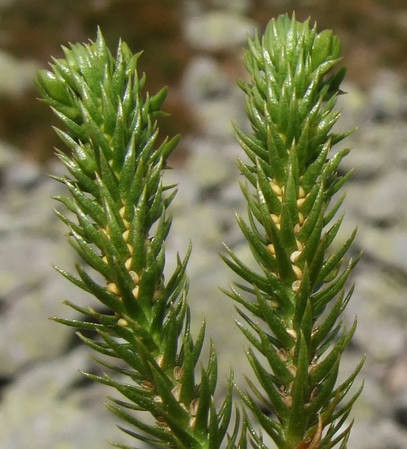 Huperzia selago (northern firmoss)