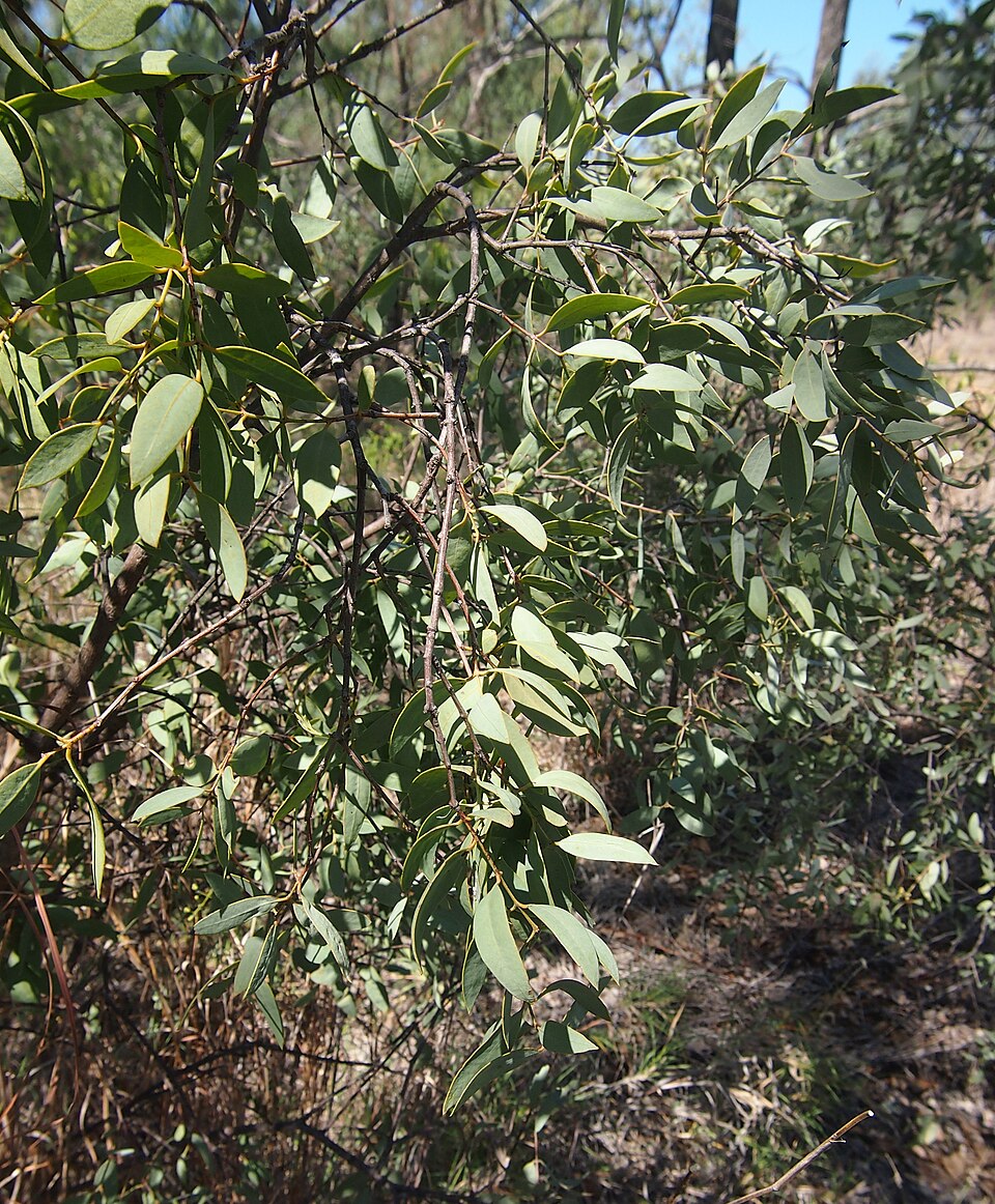 Santalum lanceolatum (Blue Bush) (alternate view 7)