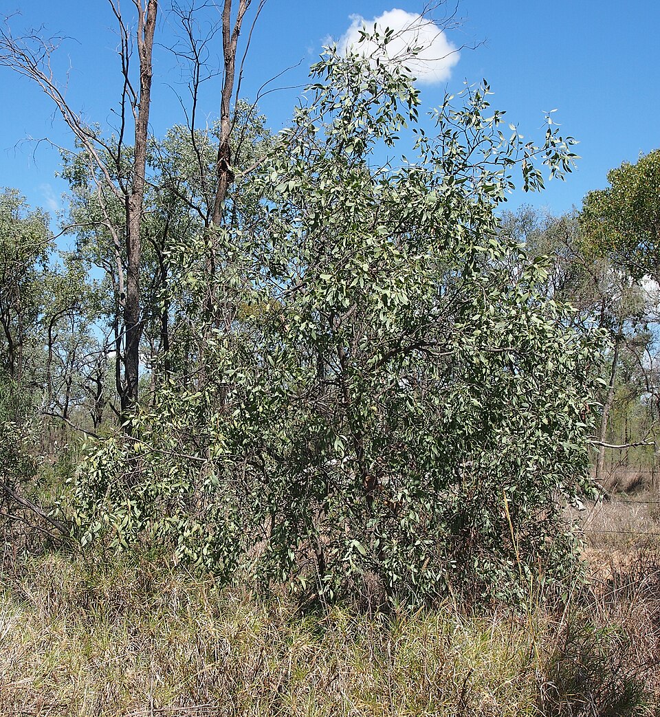 Santalum lanceolatum (Blue Bush) (alternate view 8)
