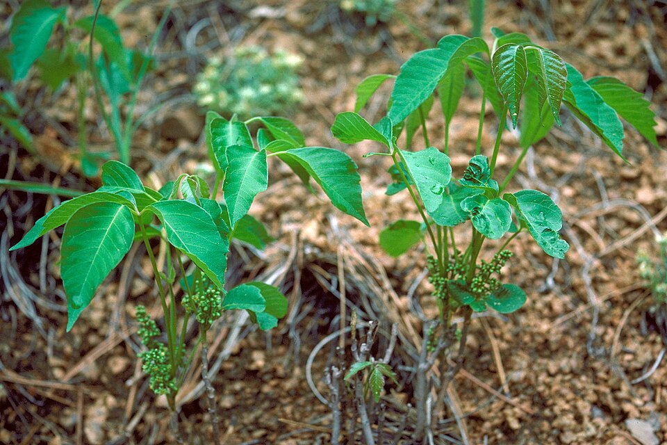 Toxicodendron rydbergii (western poison ivy)