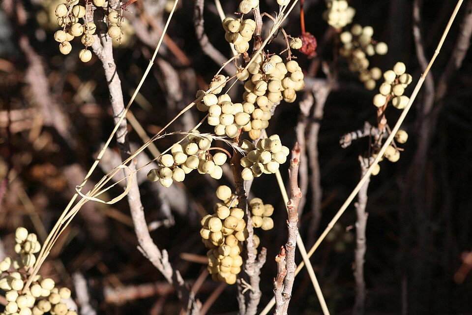 Toxicodendron rydbergii (western poison ivy)