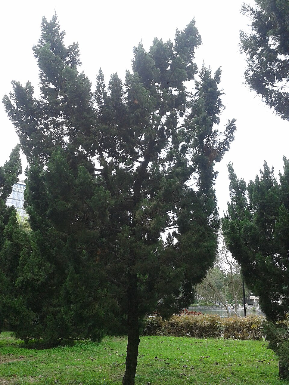 Juniperus chinensis 'Kaizuka' (Hollywood Juniper) (alternate view 5)