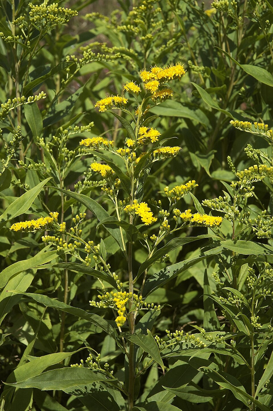 Solidago gigantea (giant goldenrod)