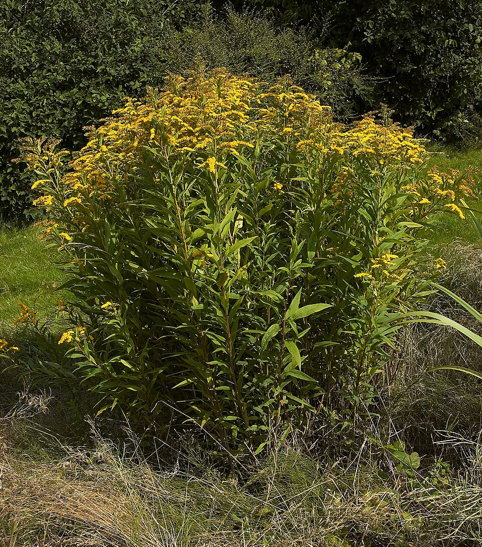 Solidago gigantea (giant goldenrod)