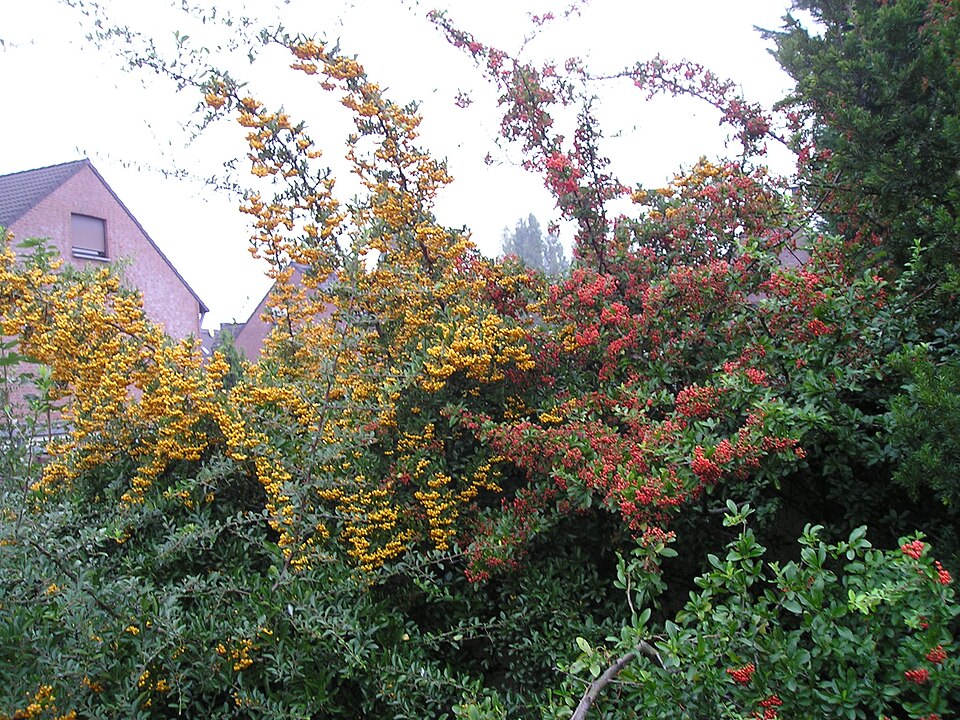 Pyracantha coccinea (Scarlet Firethorn) (alternate view 12)