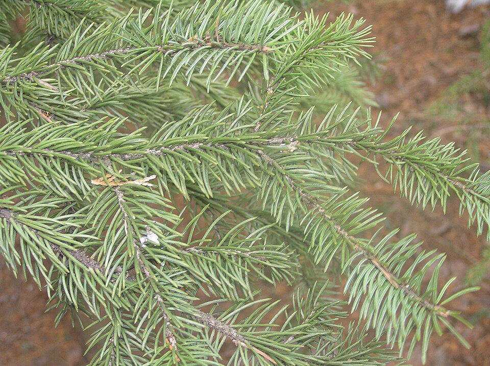 Picea meyeri (Meyer Spruce) (alternate view 6)