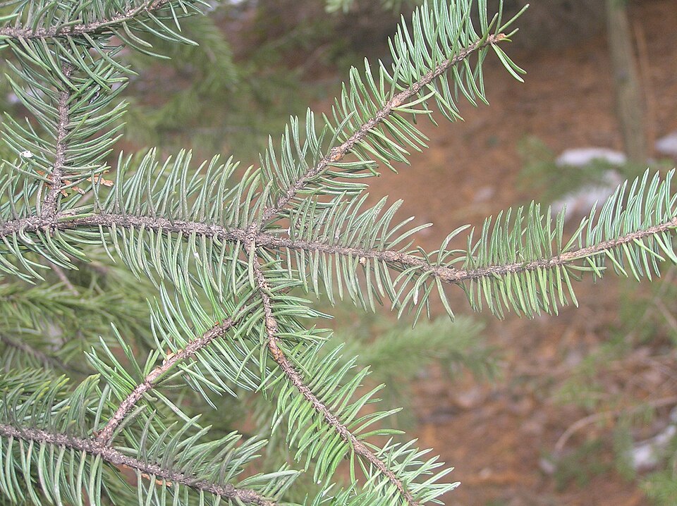 Picea meyeri (Meyer Spruce) (alternate view 7)