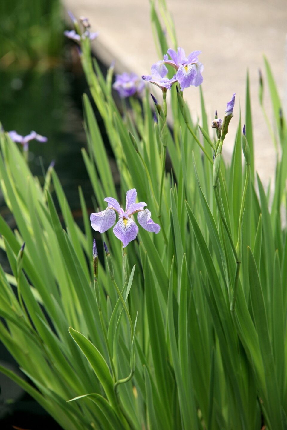 Iris versicolor (northern blue flag)