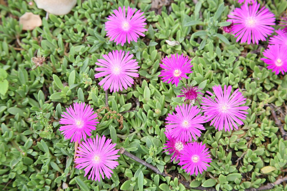 Delosperma sutherlandii (Sutherland's Ice Plant) (alternate view 10)