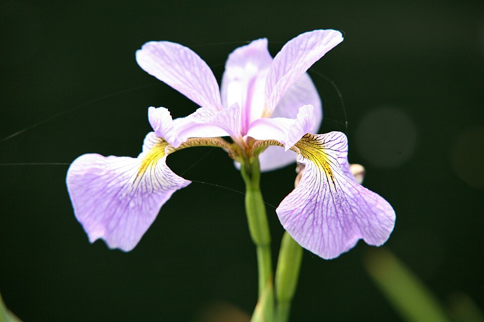 Iris versicolor (northern blue flag)