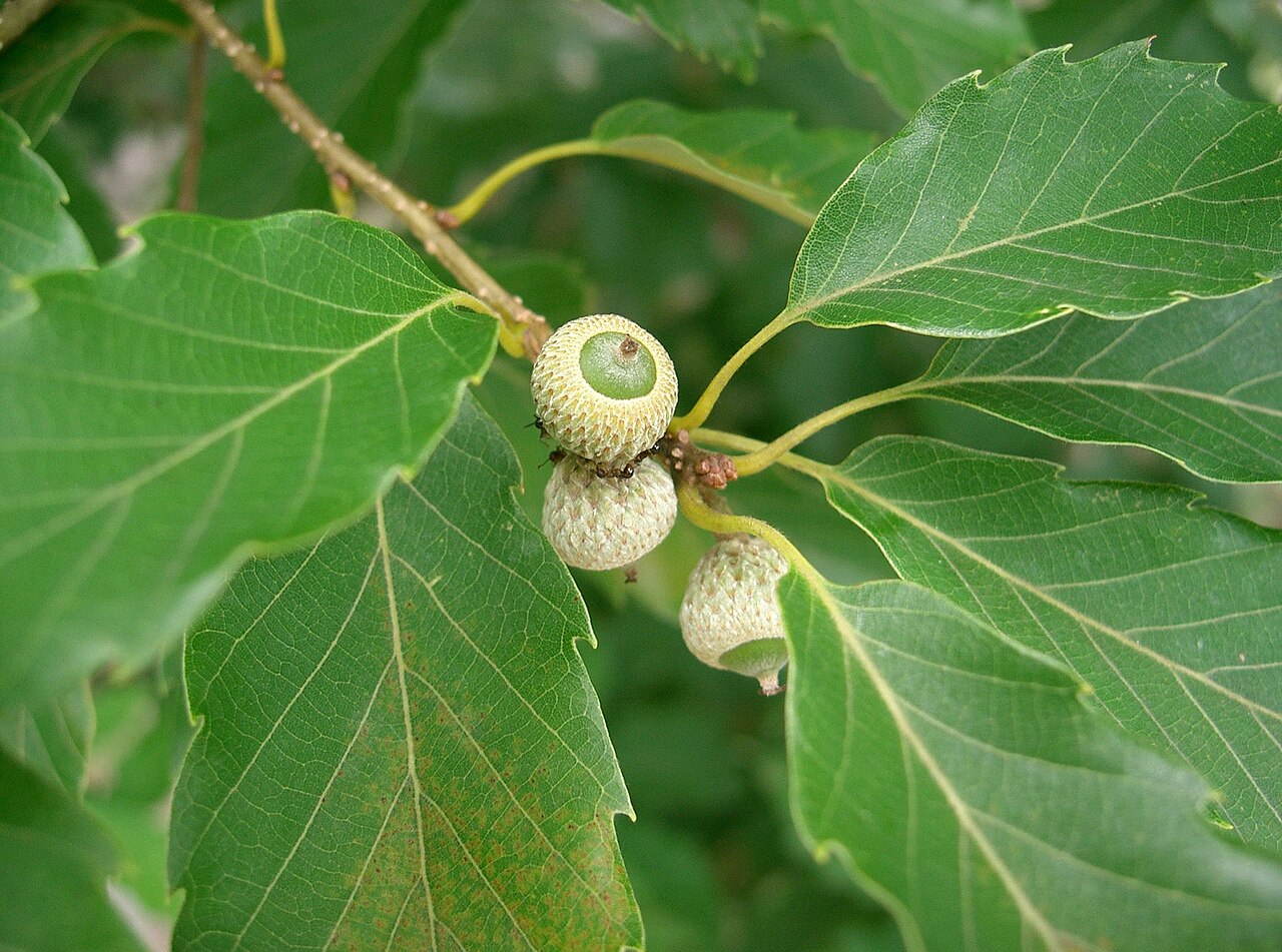 Quercus serrata, Konara oak — spreading deciduous (Fagaceae) (image 5 of 10)