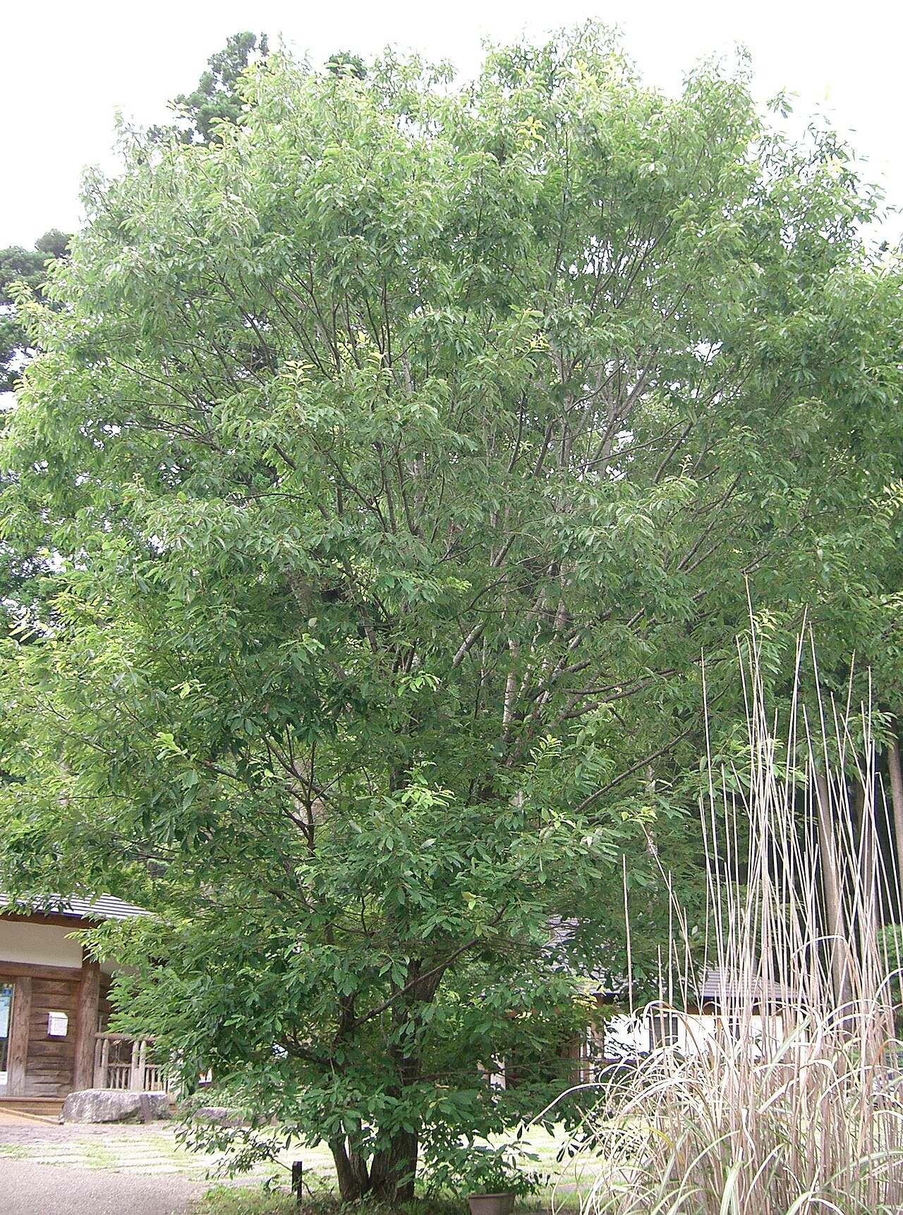 Quercus serrata, Konara oak — spreading deciduous (Fagaceae) (image 6 of 10)