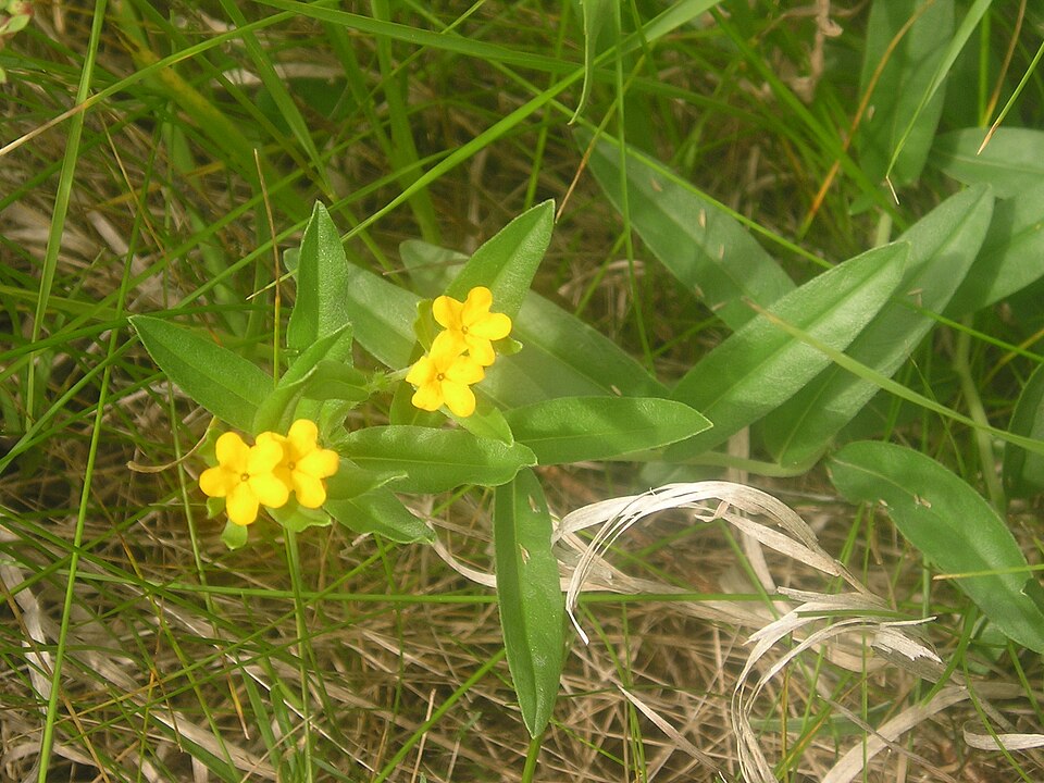 Lithospermum canescens (hoary puccoon) (alternate view 7)
