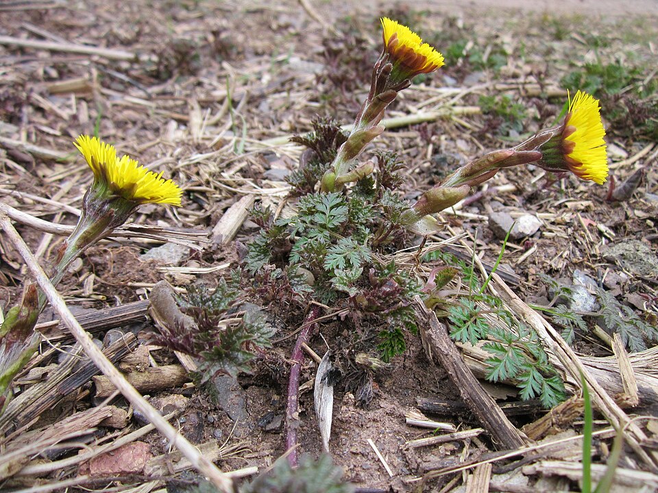 Tussilago farfara (colt's-foot)
