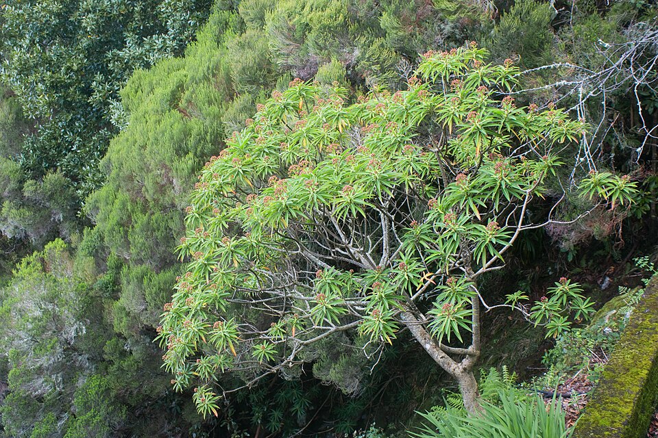 Euphorbia mellifera (Honey Spurge) (alternate view 9)