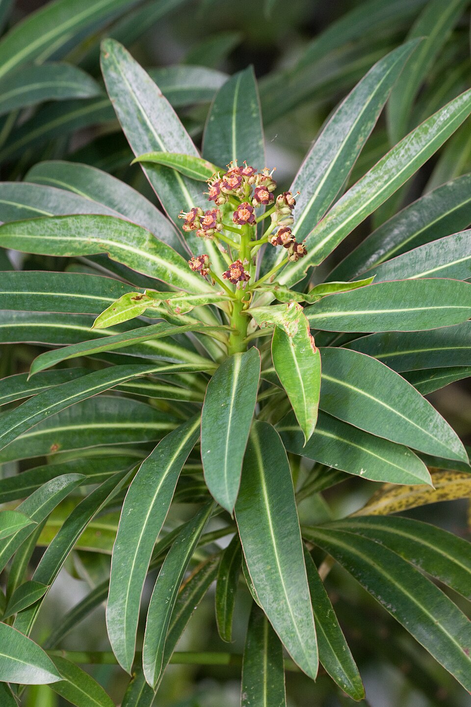 Euphorbia mellifera (Honey Spurge) (alternate view 10)